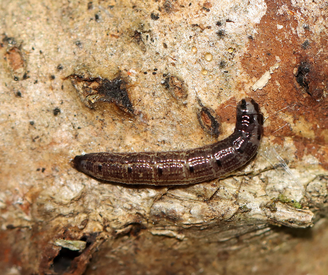 Unidentified Larva I first thought this was a Noctuid caterpillar, but now am not sure. I can&#039;t see the prolegs and can&#039;t tell if the head has a capsule.<br />
<br />
Habitat: On rotting wood, next to a mushroom; mixed forest<br />
<figure class="photo"><a href="https://www.jungledragon.com/image/109707/unidentified_larva.html" title="Unidentified Larva"><img src="https://s3.amazonaws.com/media.jungledragon.com/images/3232/109707_thumb.jpg?AWSAccessKeyId=05GMT0V3GWVNE7GGM1R2&Expires=1765411210&Signature=GXWp0HusRMcG6ucJKG28ynczIew%3D" width="200" height="130" alt="Unidentified Larva I first thought this was a Noctuid caterpillar, but now am not sure. I can&#039;t see the prolegs and can&#039;t tell if the head has a capsule.<br />
<br />
Habitat: On rotting wood, next to a mushroom; mixed forest<br />
https://www.jungledragon.com/image/109706/unidentified_larva.html Geotagged,Summer,United States" /></a></figure> Geotagged,Summer,United States,larva