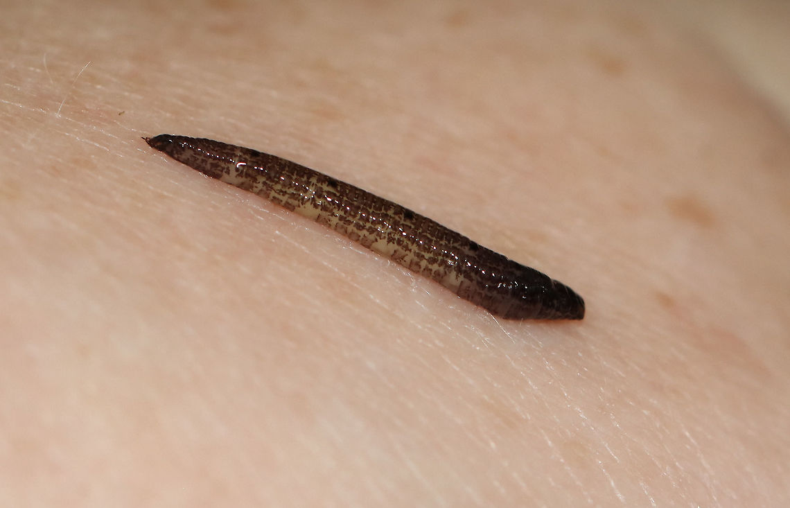 Unidentified Larva I first thought this was a Noctuid caterpillar, but now am not sure. I can't see the prolegs and can't tell if the head has a capsule.<br />
<br />
Habitat: On rotting wood, next to a mushroom; mixed forest<br />
<figure class="photo"><a href="https://www.jungledragon.com/image/109706/unidentified_larva.html" title="Unidentified Larva"><img src="https://s3.amazonaws.com/media.jungledragon.com/images/3232/109706_thumb.jpg?AWSAccessKeyId=05GMT0V3GWVNE7GGM1R2&Expires=1769040010&Signature=U1DjRLKDEdDiFsltftpxUOkMQEc%3D" width="200" height="168" alt="Unidentified Larva I first thought this was a Noctuid caterpillar, but now am not sure. I can't see the prolegs and can't tell if the head has a capsule.<br />
<br />
Habitat: On rotting wood, next to a mushroom; mixed forest<br />
https://www.jungledragon.com/image/109707/unidentified_larva.html Geotagged,Summer,United States,larva" /></a></figure> Geotagged,Summer,United States