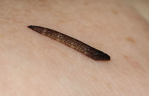 Unidentified Larva I first thought this was a Noctuid caterpillar, but now am not sure. I can't see the prolegs and can't tell if the head has a capsule.

Habitat: On rotting wood, next to a mushroom; mixed forest
https://www.jungledragon.com/image/109706/unidentified_larva.html Geotagged,Summer,United States
