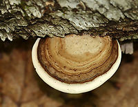 Fomes excavatus Habitat: Birch<br />
https://www.jungledragon.com/image/109710/fomes_excavatus.html<br />
https://www.jungledragon.com/image/109709/fomes_excavatus.html Fomes excavatus,Geotagged,Summer,United States,fomes,fungus,mushroom,polypore