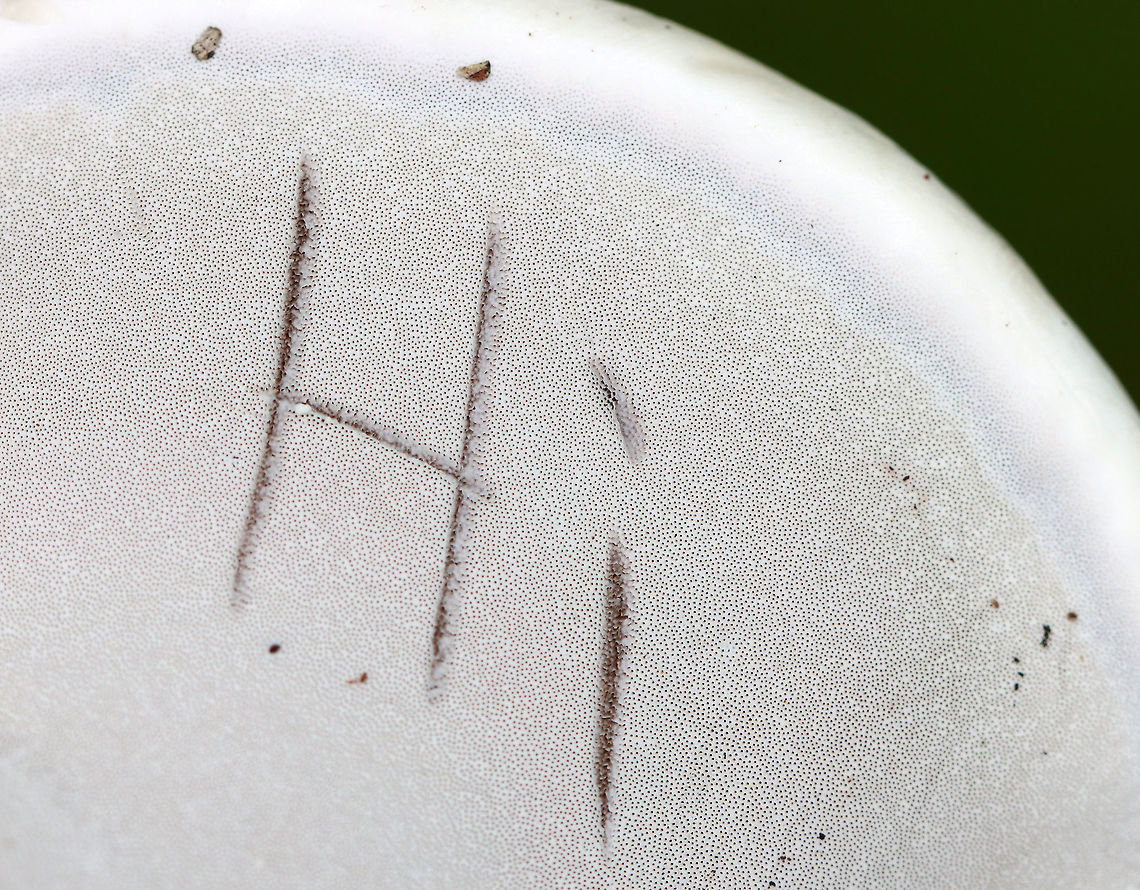 Fomes excavatus Habitat: Birch<br />
<figure class="photo"><a href="https://www.jungledragon.com/image/109708/fomes_excavatus.html" title="Fomes excavatus"><img src="https://s3.amazonaws.com/media.jungledragon.com/images/3232/109708_thumb.jpg?AWSAccessKeyId=05GMT0V3GWVNE7GGM1R2&Expires=1769040010&Signature=NPy2SKkvWxRa67JeLUL98GFdooc%3D" width="200" height="156" alt="Fomes excavatus Habitat: Birch<br />
https://www.jungledragon.com/image/109710/fomes_excavatus.html<br />
https://www.jungledragon.com/image/109709/fomes_excavatus.html Fomes excavatus,Geotagged,Summer,United States,fomes,fungus,mushroom,polypore" /></a></figure><br />
<figure class="photo"><a href="https://www.jungledragon.com/image/109710/fomes_excavatus.html" title="Fomes excavatus"><img src="https://s3.amazonaws.com/media.jungledragon.com/images/3232/109710_thumb.jpg?AWSAccessKeyId=05GMT0V3GWVNE7GGM1R2&Expires=1769040010&Signature=MiAuLVOwsxyWzGbv9FbGe%2Bx2R9w%3D" width="200" height="164" alt="Fomes excavatus If you pull a fruiting body off the tree, this is what the fungus looks like at the site of attachment where it grows out of the tree.<br />
<br />
Habitat: Birch<br />
https://www.jungledragon.com/image/109708/fomes_excavatus.html<br />
https://www.jungledragon.com/image/109709/fomes_excavatus.html Fomes excavatus,Geotagged,Summer,United States" /></a></figure> Fomes excavatus,Geotagged,Summer,United States