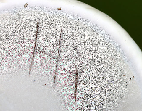 Fomes excavatus Habitat: Birch
https://www.jungledragon.com/image/109708/fomes_excavatus.html
https://www.jungledragon.com/image/109710/fomes_excavatus.html Fomes excavatus,Geotagged,Summer,United States