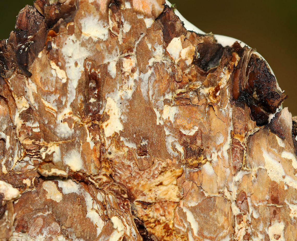 Fomes excavatus If you pull a fruiting body off the tree, this is what the fungus looks like at the site of attachment where it grows out of the tree.<br />
<br />
Habitat: Birch<br />
<figure class="photo"><a href="https://www.jungledragon.com/image/109708/fomes_excavatus.html" title="Fomes excavatus"><img src="https://s3.amazonaws.com/media.jungledragon.com/images/3232/109708_thumb.jpg?AWSAccessKeyId=05GMT0V3GWVNE7GGM1R2&Expires=1769040010&Signature=NPy2SKkvWxRa67JeLUL98GFdooc%3D" width="200" height="156" alt="Fomes excavatus Habitat: Birch<br />
https://www.jungledragon.com/image/109710/fomes_excavatus.html<br />
https://www.jungledragon.com/image/109709/fomes_excavatus.html Fomes excavatus,Geotagged,Summer,United States,fomes,fungus,mushroom,polypore" /></a></figure><br />
<figure class="photo"><a href="https://www.jungledragon.com/image/109709/fomes_excavatus.html" title="Fomes excavatus"><img src="https://s3.amazonaws.com/media.jungledragon.com/images/3232/109709_thumb.jpg?AWSAccessKeyId=05GMT0V3GWVNE7GGM1R2&Expires=1769040010&Signature=bPW2grBQdAnUFCcRHQeWFrz9z1I%3D" width="200" height="158" alt="Fomes excavatus Habitat: Birch<br />
https://www.jungledragon.com/image/109708/fomes_excavatus.html<br />
https://www.jungledragon.com/image/109710/fomes_excavatus.html Fomes excavatus,Geotagged,Summer,United States" /></a></figure> Fomes excavatus,Geotagged,Summer,United States