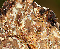 Fomes excavatus If you pull a fruiting body off the tree, this is what the fungus looks like at the site of attachment where it grows out of the tree.<br />
<br />
Habitat: Birch<br />
https://www.jungledragon.com/image/109708/fomes_excavatus.html<br />
https://www.jungledragon.com/image/109709/fomes_excavatus.html Fomes excavatus,Geotagged,Summer,United States