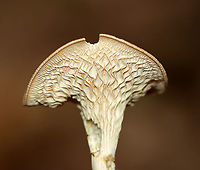 Infundibulicybe gibba?? My ID on this could be wrong!<br />
<br />
Habitat: Growing on the ground; mixed forest<br />
https://www.jungledragon.com/image/109713/infundibulicybe_gibba.html<br />
https://www.jungledragon.com/image/109712/infundibulicybe_gibba.html Geotagged,Infundibulicybe gibba,Summer,United States,fungus,mushroom