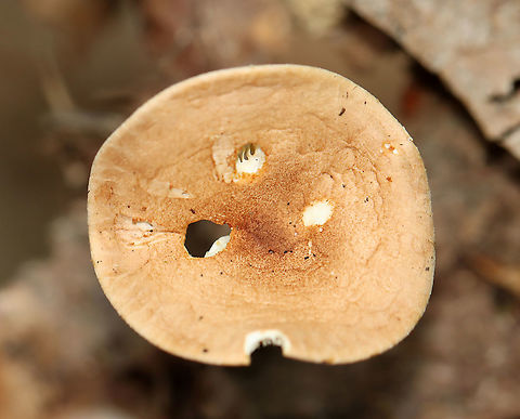Infundibulicybe gibba?? My ID on this could be wrong! 

Habitat: Growing on the ground; mixed forest
https://www.jungledragon.com/image/109711/infundibulicybe_gibba.html
https://www.jungledragon.com/image/109713/infundibulicybe_gibba.html Geotagged,Infundibulicybe gibba,Summer,United States