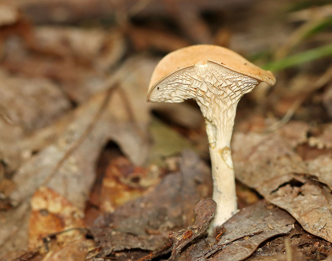 Infundibulicybe gibba?? My ID on this could be wrong! I am so rusty with mushroom ID!<br />
<br />
Habitat: Growing on the ground; mixed forest<br />
<figure class="photo"><a href="https://www.jungledragon.com/image/109711/infundibulicybe_gibba.html" title="Infundibulicybe gibba??"><img src="https://s3.amazonaws.com/media.jungledragon.com/images/3232/109711_thumb.jpg?AWSAccessKeyId=05GMT0V3GWVNE7GGM1R2&Expires=1759968010&Signature=ZWI2UDxQJDHtxIqPVvLgL1%2FuHTk%3D" width="200" height="170" alt="Infundibulicybe gibba?? My ID on this could be wrong!<br />
<br />
Habitat: Growing on the ground; mixed forest<br />
https://www.jungledragon.com/image/109713/infundibulicybe_gibba.html<br />
https://www.jungledragon.com/image/109712/infundibulicybe_gibba.html Geotagged,Infundibulicybe gibba,Summer,United States,fungus,mushroom" /></a></figure><br />
<figure class="photo"><a href="https://www.jungledragon.com/image/109712/infundibulicybe_gibba.html" title="Infundibulicybe gibba??"><img src="https://s3.amazonaws.com/media.jungledragon.com/images/3232/109712_thumb.jpg?AWSAccessKeyId=05GMT0V3GWVNE7GGM1R2&Expires=1759968010&Signature=NjG8UdMna2Yx17Xwdp2qcqeKhzg%3D" width="200" height="162" alt="Infundibulicybe gibba?? My ID on this could be wrong! <br />
<br />
Habitat: Growing on the ground; mixed forest<br />
https://www.jungledragon.com/image/109711/infundibulicybe_gibba.html<br />
https://www.jungledragon.com/image/109713/infundibulicybe_gibba.html Geotagged,Infundibulicybe gibba,Summer,United States" /></a></figure> Geotagged,Infundibulicybe gibba,Summer,United States