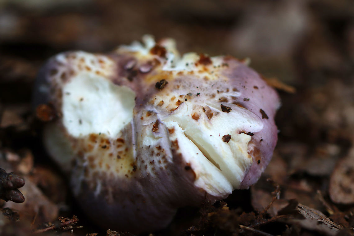Crusty Russula - Russula crustosa Cap: Cracked; purple with brownish spots<br />
Gills: Attached; crowded; forking; cream-colored<br />
Stem: White, dry, and smooth; brownish yellow discoloration at the base<br />
Habitat: Mixed forest Crusty Russula,Geotagged,Russula crustosa,Summer,United States