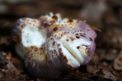 Crusty Russula - Russula crustosa Cap: Cracked; purple with brownish spots
Gills: Attached; crowded; forking; cream-colored
Stem: White, dry, and smooth; brownish yellow discoloration at the base
Habitat: Mixed forest Crusty Russula,Geotagged,Russula crustosa,Summer,United States