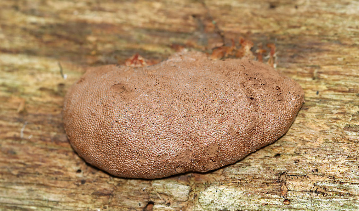 Slime Mold - Tubifera sp. This slime mold was old and had turned brown. The inside was powdery.<br />
<br />
Habitat: Growing on rotting wood in a deciduous forest Geotagged,Summer,Tubifera,United States,slime mold