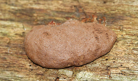 Slime Mold - Tubifera sp. This slime mold was old and had turned brown. The inside was powdery.

Habitat: Growing on rotting wood in a deciduous forest Geotagged,Summer,Tubifera,United States,slime mold