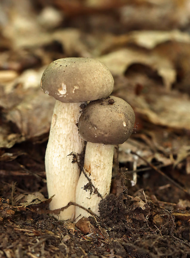 Retiboletus griseus Convex caps that were grayish brown. Stipe was reticulate and cream-colored with some orange bruising. Pores were small and cream-colored.<br />
<br />
Habitat: Growing on the ground; mixed forest  Geotagged,Gray Bolete,Retiboletus,Retiboletus griseus,Summer,United States,fungus,mushroom
