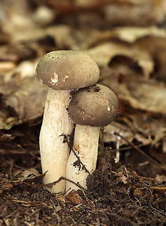 Retiboletus griseus Convex caps that were grayish brown. Stipe was reticulate and cream-colored with some orange bruising. Pores were small and cream-colored.

Habitat: Growing on the ground; mixed forest  Geotagged,Gray Bolete,Retiboletus,Retiboletus griseus,Summer,United States,fungus,mushroom