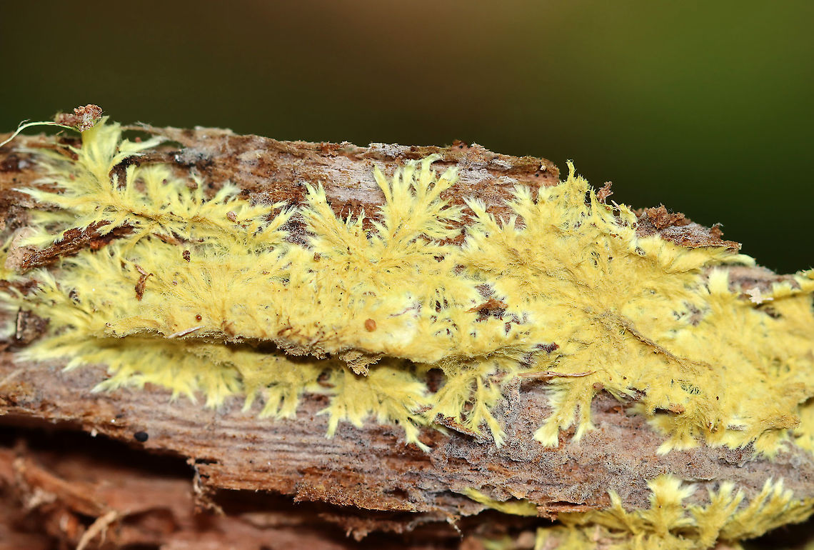 Xenasmatella vaga Habitat: Rotting wood Geotagged,Summer,United States,Xenasmatella,Xenasmatella vaga,fungus