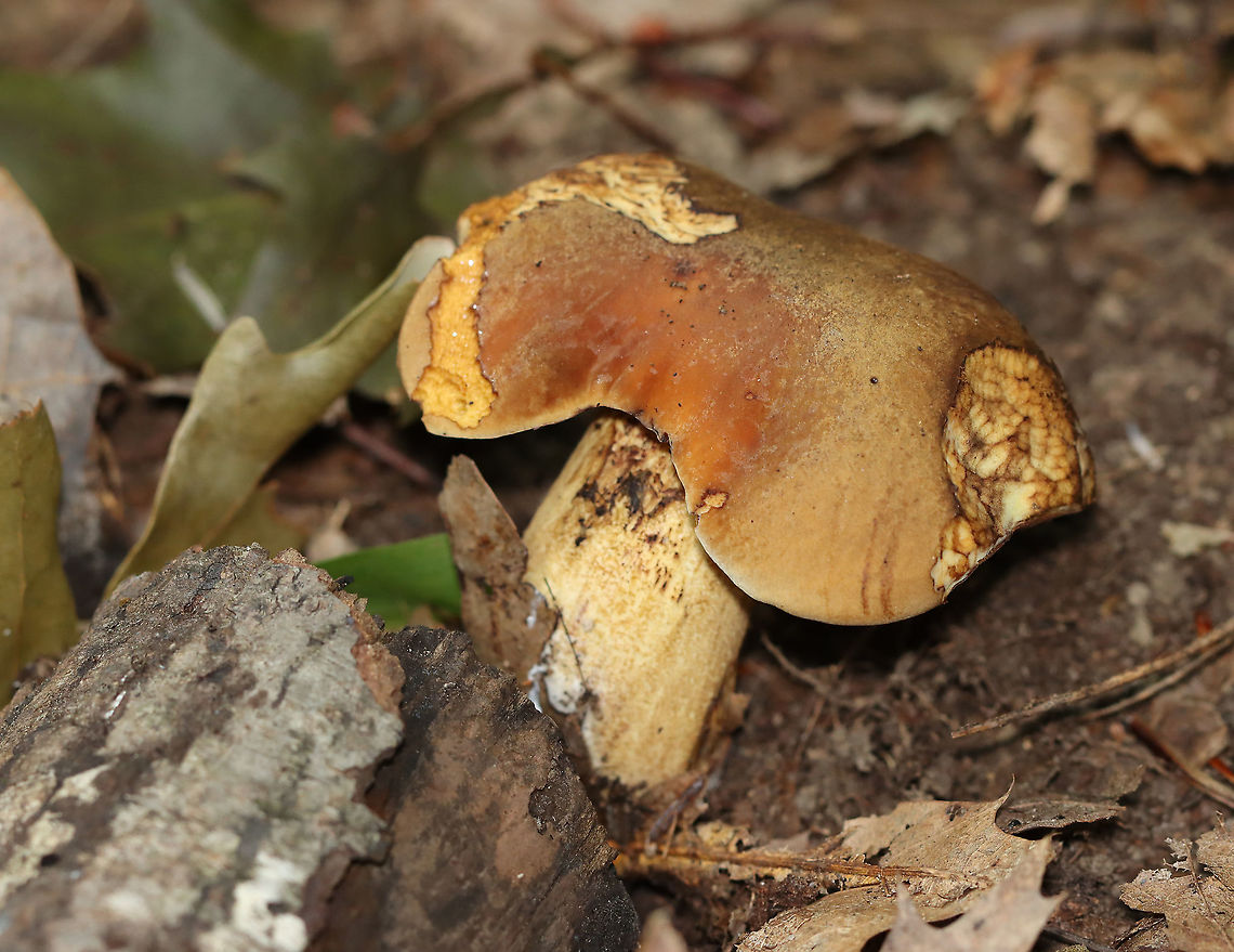 Boletus vermiculosoides or Neoboletus luridiformis? This mushroom was old and I&#039;m not sure if it is Boletus vermiculosoides or Neoboletus luridiformis.  <br />
<br />
Cap: Brown and looked smooth; some bits of orange and yellow<br />
Pores: Orange; bruised blue<br />
Stem: Tan<br />
Habitat: Growing on the ground, directly next to rotting wood; mixed forest<br />
<figure class="photo"><a href="https://www.jungledragon.com/image/109721/boletus_vermiculosoides_or_neoboletus_luridiformis.html" title="Boletus vermiculosoides or Neoboletus luridiformis?"><img src="https://s3.amazonaws.com/media.jungledragon.com/images/3232/109721_thumb.jpg?AWSAccessKeyId=05GMT0V3GWVNE7GGM1R2&Expires=1759968010&Signature=IK1KubSKRuF5IecSEoZRTQgEaOc%3D" width="200" height="132" alt="Boletus vermiculosoides or Neoboletus luridiformis? This mushroom was old and I&#039;m not sure if it is Boletus vermiculosoides or Neoboletus luridiformis.<br />
<br />
Cap: Brown and looked smooth; some bits of orange and yellow<br />
Pores: Orange; bruised blue<br />
Stem: Tan<br />
Habitat: Growing on the ground, directly next to rotting wood; mixed forest<br />
https://www.jungledragon.com/image/109718/boletus_vermiculosoides_or_neoboletus_luridiformis.html<br />
https://www.jungledragon.com/image/109720/boletus_vermiculosoides_or_neoboletus_luridiformis.html<br />
https://www.jungledragon.com/image/109719/boletus_vermiculosoides_or_neoboletus_luridiformis.html Geotagged,Summer,United States" /></a></figure><br />
<figure class="photo"><a href="https://www.jungledragon.com/image/109720/boletus_vermiculosoides_or_neoboletus_luridiformis.html" title="Boletus vermiculosoides or Neoboletus luridiformis?"><img src="https://s3.amazonaws.com/media.jungledragon.com/images/3232/109720_thumb.jpg?AWSAccessKeyId=05GMT0V3GWVNE7GGM1R2&Expires=1759968010&Signature=oGFNf%2FPELKCzuvXlMRYe6sZCPYk%3D" width="200" height="142" alt="Boletus vermiculosoides or Neoboletus luridiformis? This mushroom was old and I&#039;m not sure if it is Boletus vermiculosoides or Neoboletus luridiformis.<br />
<br />
Cap: Brown and looked smooth; some bits of orange and yellow<br />
Pores: Orange; bruised blue<br />
Stem: Tan<br />
Habitat: Growing on the ground, directly next to rotting wood; mixed forest<br />
https://www.jungledragon.com/image/109718/boletus_vermiculosoides_or_neoboletus_luridiformis.html<br />
https://www.jungledragon.com/image/109721/boletus_vermiculosoides_or_neoboletus_luridiformis.html<br />
https://www.jungledragon.com/image/109719/boletus_vermiculosoides_or_neoboletus_luridiformis.html Geotagged,Summer,United States" /></a></figure><br />
<figure class="photo"><a href="https://www.jungledragon.com/image/109719/boletus_vermiculosoides_or_neoboletus_luridiformis.html" title="Boletus vermiculosoides or Neoboletus luridiformis?"><img src="https://s3.amazonaws.com/media.jungledragon.com/images/3232/109719_thumb.jpg?AWSAccessKeyId=05GMT0V3GWVNE7GGM1R2&Expires=1759968010&Signature=fxh7NnTjB%2F%2BhOZUjJu29OXLCZdo%3D" width="200" height="156" alt="Boletus vermiculosoides or Neoboletus luridiformis? This mushroom was old and I&#039;m not sure if it is Boletus vermiculosoides or Neoboletus luridiformis.<br />
<br />
Cap: Brown and looked smooth; some bits of orange and yellow<br />
Pores: Orange; bruised blue<br />
Stem: Tan<br />
Habitat: Growing on the ground, directly next to rotting wood; mixed forest<br />
https://www.jungledragon.com/image/109720/boletus_vermiculosoides_or_neoboletus_luridiformis.html<br />
https://www.jungledragon.com/image/109721/boletus_vermiculosoides_or_neoboletus_luridiformis.html<br />
https://www.jungledragon.com/image/109718/boletus_vermiculosoides_or_neoboletus_luridiformis.html Geotagged,Summer,United States" /></a></figure> Geotagged,Summer,United States,bolete,fungus,mushroom
