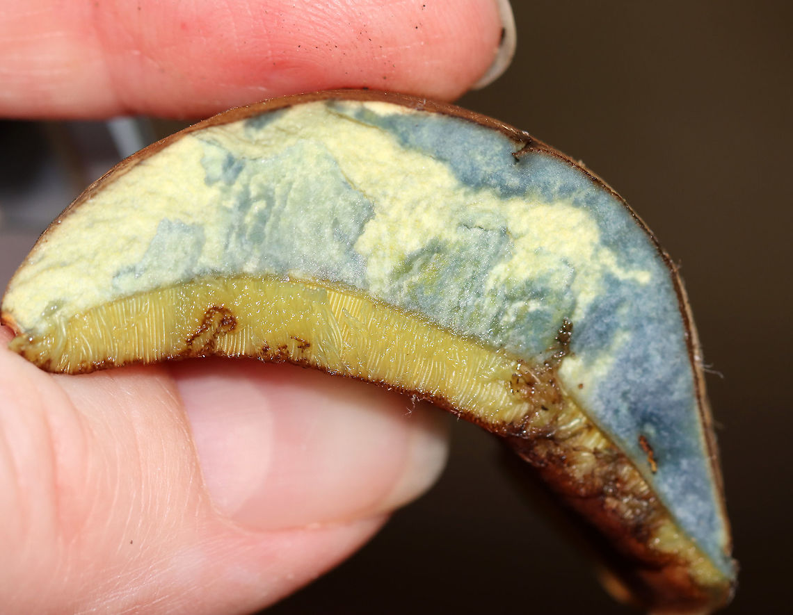 Boletus vermiculosoides or Neoboletus luridiformis? This mushroom was old and I&#039;m not sure if it is Boletus vermiculosoides or Neoboletus luridiformis.<br />
<br />
Cap: Brown and looked smooth; some bits of orange and yellow<br />
Pores: Orange; bruised blue<br />
Stem: Tan<br />
Habitat: Growing on the ground, directly next to rotting wood; mixed forest<br />
<figure class="photo"><a href="https://www.jungledragon.com/image/109720/boletus_vermiculosoides_or_neoboletus_luridiformis.html" title="Boletus vermiculosoides or Neoboletus luridiformis?"><img src="https://s3.amazonaws.com/media.jungledragon.com/images/3232/109720_thumb.jpg?AWSAccessKeyId=05GMT0V3GWVNE7GGM1R2&Expires=1769040010&Signature=C8LIxVArPz3xG9vdoQmn9U0kegE%3D" width="200" height="142" alt="Boletus vermiculosoides or Neoboletus luridiformis? This mushroom was old and I&#039;m not sure if it is Boletus vermiculosoides or Neoboletus luridiformis.<br />
<br />
Cap: Brown and looked smooth; some bits of orange and yellow<br />
Pores: Orange; bruised blue<br />
Stem: Tan<br />
Habitat: Growing on the ground, directly next to rotting wood; mixed forest<br />
https://www.jungledragon.com/image/109718/boletus_vermiculosoides_or_neoboletus_luridiformis.html<br />
https://www.jungledragon.com/image/109721/boletus_vermiculosoides_or_neoboletus_luridiformis.html<br />
https://www.jungledragon.com/image/109719/boletus_vermiculosoides_or_neoboletus_luridiformis.html Geotagged,Summer,United States" /></a></figure><br />
<figure class="photo"><a href="https://www.jungledragon.com/image/109721/boletus_vermiculosoides_or_neoboletus_luridiformis.html" title="Boletus vermiculosoides or Neoboletus luridiformis?"><img src="https://s3.amazonaws.com/media.jungledragon.com/images/3232/109721_thumb.jpg?AWSAccessKeyId=05GMT0V3GWVNE7GGM1R2&Expires=1769040010&Signature=sAlRWGQxwJ7yRs%2FiByCbgfsS2AI%3D" width="200" height="132" alt="Boletus vermiculosoides or Neoboletus luridiformis? This mushroom was old and I&#039;m not sure if it is Boletus vermiculosoides or Neoboletus luridiformis.<br />
<br />
Cap: Brown and looked smooth; some bits of orange and yellow<br />
Pores: Orange; bruised blue<br />
Stem: Tan<br />
Habitat: Growing on the ground, directly next to rotting wood; mixed forest<br />
https://www.jungledragon.com/image/109718/boletus_vermiculosoides_or_neoboletus_luridiformis.html<br />
https://www.jungledragon.com/image/109720/boletus_vermiculosoides_or_neoboletus_luridiformis.html<br />
https://www.jungledragon.com/image/109719/boletus_vermiculosoides_or_neoboletus_luridiformis.html Geotagged,Summer,United States" /></a></figure><br />
<figure class="photo"><a href="https://www.jungledragon.com/image/109718/boletus_vermiculosoides_or_neoboletus_luridiformis.html" title="Boletus vermiculosoides or Neoboletus luridiformis?"><img src="https://s3.amazonaws.com/media.jungledragon.com/images/3232/109718_thumb.jpg?AWSAccessKeyId=05GMT0V3GWVNE7GGM1R2&Expires=1769040010&Signature=loIBgNRFJ%2FPrYG6ZUYwFb%2FtmFm0%3D" width="200" height="156" alt="Boletus vermiculosoides or Neoboletus luridiformis? This mushroom was old and I&#039;m not sure if it is Boletus vermiculosoides or Neoboletus luridiformis.  <br />
<br />
Cap: Brown and looked smooth; some bits of orange and yellow<br />
Pores: Orange; bruised blue<br />
Stem: Tan<br />
Habitat: Growing on the ground, directly next to rotting wood; mixed forest<br />
https://www.jungledragon.com/image/109721/boletus_vermiculosoides_or_neoboletus_luridiformis.html<br />
https://www.jungledragon.com/image/109720/boletus_vermiculosoides_or_neoboletus_luridiformis.html<br />
https://www.jungledragon.com/image/109719/boletus_vermiculosoides_or_neoboletus_luridiformis.html Geotagged,Summer,United States,bolete,fungus,mushroom" /></a></figure> Geotagged,Summer,United States