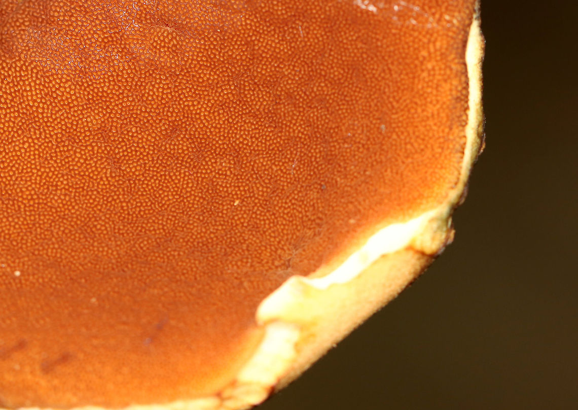 Boletus vermiculosoides or Neoboletus luridiformis? This mushroom was old and I&#039;m not sure if it is Boletus vermiculosoides or Neoboletus luridiformis.<br />
<br />
Cap: Brown and looked smooth; some bits of orange and yellow<br />
Pores: Orange; bruised blue<br />
Stem: Tan<br />
Habitat: Growing on the ground, directly next to rotting wood; mixed forest<br />
<figure class="photo"><a href="https://www.jungledragon.com/image/109718/boletus_vermiculosoides_or_neoboletus_luridiformis.html" title="Boletus vermiculosoides or Neoboletus luridiformis?"><img src="https://s3.amazonaws.com/media.jungledragon.com/images/3232/109718_thumb.jpg?AWSAccessKeyId=05GMT0V3GWVNE7GGM1R2&Expires=1759968010&Signature=eOIavsl5oUNH2MDD9Oyb4zyBeTU%3D" width="200" height="156" alt="Boletus vermiculosoides or Neoboletus luridiformis? This mushroom was old and I&#039;m not sure if it is Boletus vermiculosoides or Neoboletus luridiformis.  <br />
<br />
Cap: Brown and looked smooth; some bits of orange and yellow<br />
Pores: Orange; bruised blue<br />
Stem: Tan<br />
Habitat: Growing on the ground, directly next to rotting wood; mixed forest<br />
https://www.jungledragon.com/image/109721/boletus_vermiculosoides_or_neoboletus_luridiformis.html<br />
https://www.jungledragon.com/image/109720/boletus_vermiculosoides_or_neoboletus_luridiformis.html<br />
https://www.jungledragon.com/image/109719/boletus_vermiculosoides_or_neoboletus_luridiformis.html Geotagged,Summer,United States,bolete,fungus,mushroom" /></a></figure><br />
<figure class="photo"><a href="https://www.jungledragon.com/image/109721/boletus_vermiculosoides_or_neoboletus_luridiformis.html" title="Boletus vermiculosoides or Neoboletus luridiformis?"><img src="https://s3.amazonaws.com/media.jungledragon.com/images/3232/109721_thumb.jpg?AWSAccessKeyId=05GMT0V3GWVNE7GGM1R2&Expires=1759968010&Signature=IK1KubSKRuF5IecSEoZRTQgEaOc%3D" width="200" height="132" alt="Boletus vermiculosoides or Neoboletus luridiformis? This mushroom was old and I&#039;m not sure if it is Boletus vermiculosoides or Neoboletus luridiformis.<br />
<br />
Cap: Brown and looked smooth; some bits of orange and yellow<br />
Pores: Orange; bruised blue<br />
Stem: Tan<br />
Habitat: Growing on the ground, directly next to rotting wood; mixed forest<br />
https://www.jungledragon.com/image/109718/boletus_vermiculosoides_or_neoboletus_luridiformis.html<br />
https://www.jungledragon.com/image/109720/boletus_vermiculosoides_or_neoboletus_luridiformis.html<br />
https://www.jungledragon.com/image/109719/boletus_vermiculosoides_or_neoboletus_luridiformis.html Geotagged,Summer,United States" /></a></figure><br />
<figure class="photo"><a href="https://www.jungledragon.com/image/109719/boletus_vermiculosoides_or_neoboletus_luridiformis.html" title="Boletus vermiculosoides or Neoboletus luridiformis?"><img src="https://s3.amazonaws.com/media.jungledragon.com/images/3232/109719_thumb.jpg?AWSAccessKeyId=05GMT0V3GWVNE7GGM1R2&Expires=1759968010&Signature=fxh7NnTjB%2F%2BhOZUjJu29OXLCZdo%3D" width="200" height="156" alt="Boletus vermiculosoides or Neoboletus luridiformis? This mushroom was old and I&#039;m not sure if it is Boletus vermiculosoides or Neoboletus luridiformis.<br />
<br />
Cap: Brown and looked smooth; some bits of orange and yellow<br />
Pores: Orange; bruised blue<br />
Stem: Tan<br />
Habitat: Growing on the ground, directly next to rotting wood; mixed forest<br />
https://www.jungledragon.com/image/109720/boletus_vermiculosoides_or_neoboletus_luridiformis.html<br />
https://www.jungledragon.com/image/109721/boletus_vermiculosoides_or_neoboletus_luridiformis.html<br />
https://www.jungledragon.com/image/109718/boletus_vermiculosoides_or_neoboletus_luridiformis.html Geotagged,Summer,United States" /></a></figure> Geotagged,Summer,United States