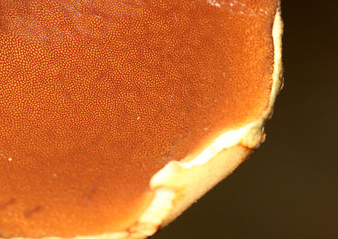 Boletus vermiculosoides or Neoboletus luridiformis? This mushroom was old and I'm not sure if it is Boletus vermiculosoides or Neoboletus luridiformis.

Cap: Brown and looked smooth; some bits of orange and yellow
Pores: Orange; bruised blue
Stem: Tan
Habitat: Growing on the ground, directly next to rotting wood; mixed forest
https://www.jungledragon.com/image/109718/boletus_vermiculosoides_or_neoboletus_luridiformis.html
https://www.jungledragon.com/image/109721/boletus_vermiculosoides_or_neoboletus_luridiformis.html
https://www.jungledragon.com/image/109719/boletus_vermiculosoides_or_neoboletus_luridiformis.html Geotagged,Summer,United States