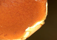 Boletus vermiculosoides or Neoboletus luridiformis? This mushroom was old and I'm not sure if it is Boletus vermiculosoides or Neoboletus luridiformis.<br />
<br />
Cap: Brown and looked smooth; some bits of orange and yellow<br />
Pores: Orange; bruised blue<br />
Stem: Tan<br />
Habitat: Growing on the ground, directly next to rotting wood; mixed forest<br />
https://www.jungledragon.com/image/109718/boletus_vermiculosoides_or_neoboletus_luridiformis.html<br />
https://www.jungledragon.com/image/109721/boletus_vermiculosoides_or_neoboletus_luridiformis.html<br />
https://www.jungledragon.com/image/109719/boletus_vermiculosoides_or_neoboletus_luridiformis.html Geotagged,Summer,United States