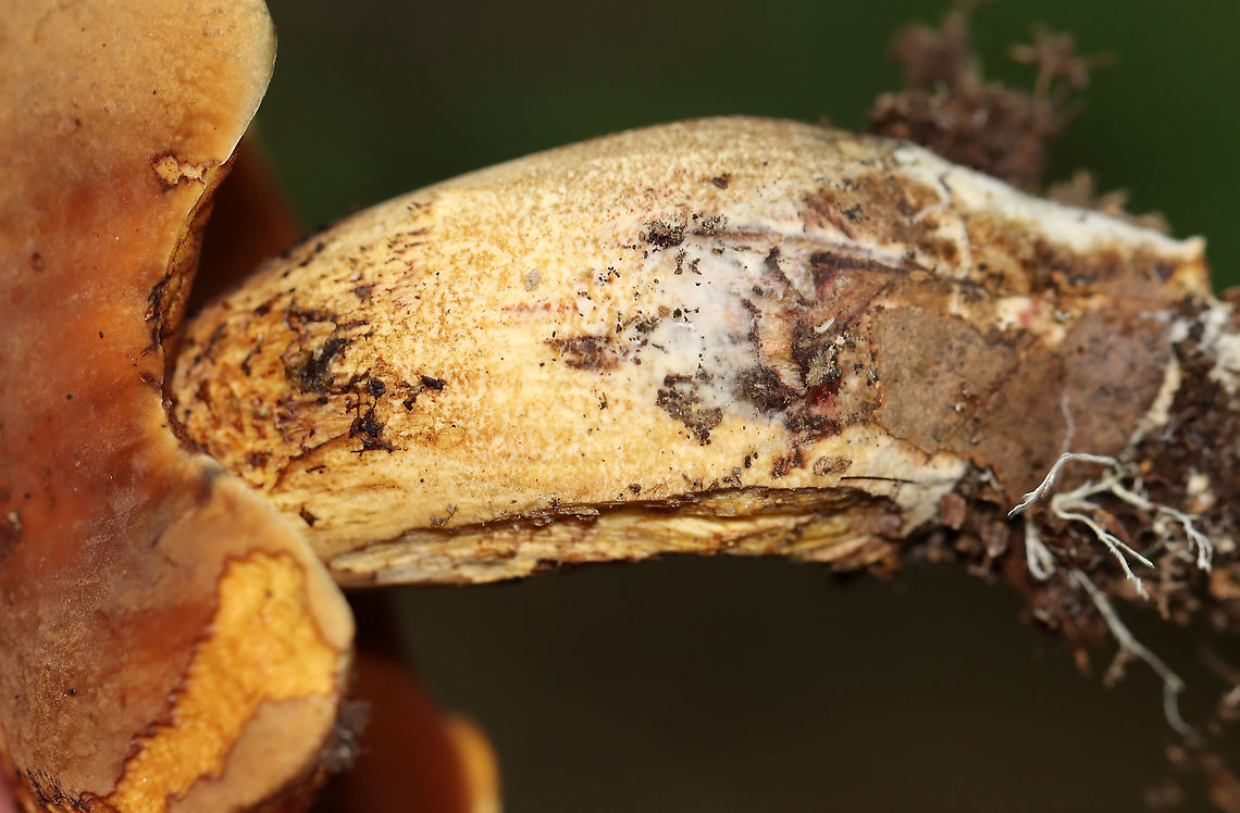 Boletus vermiculosoides or Neoboletus luridiformis? This mushroom was old and I&#039;m not sure if it is Boletus vermiculosoides or Neoboletus luridiformis.<br />
<br />
Cap: Brown and looked smooth; some bits of orange and yellow<br />
Pores: Orange; bruised blue<br />
Stem: Tan<br />
Habitat: Growing on the ground, directly next to rotting wood; mixed forest<br />
<figure class="photo"><a href="https://www.jungledragon.com/image/109718/boletus_vermiculosoides_or_neoboletus_luridiformis.html" title="Boletus vermiculosoides or Neoboletus luridiformis?"><img src="https://s3.amazonaws.com/media.jungledragon.com/images/3232/109718_thumb.jpg?AWSAccessKeyId=05GMT0V3GWVNE7GGM1R2&Expires=1759968010&Signature=eOIavsl5oUNH2MDD9Oyb4zyBeTU%3D" width="200" height="156" alt="Boletus vermiculosoides or Neoboletus luridiformis? This mushroom was old and I&#039;m not sure if it is Boletus vermiculosoides or Neoboletus luridiformis.  <br />
<br />
Cap: Brown and looked smooth; some bits of orange and yellow<br />
Pores: Orange; bruised blue<br />
Stem: Tan<br />
Habitat: Growing on the ground, directly next to rotting wood; mixed forest<br />
https://www.jungledragon.com/image/109721/boletus_vermiculosoides_or_neoboletus_luridiformis.html<br />
https://www.jungledragon.com/image/109720/boletus_vermiculosoides_or_neoboletus_luridiformis.html<br />
https://www.jungledragon.com/image/109719/boletus_vermiculosoides_or_neoboletus_luridiformis.html Geotagged,Summer,United States,bolete,fungus,mushroom" /></a></figure><br />
<figure class="photo"><a href="https://www.jungledragon.com/image/109720/boletus_vermiculosoides_or_neoboletus_luridiformis.html" title="Boletus vermiculosoides or Neoboletus luridiformis?"><img src="https://s3.amazonaws.com/media.jungledragon.com/images/3232/109720_thumb.jpg?AWSAccessKeyId=05GMT0V3GWVNE7GGM1R2&Expires=1759968010&Signature=oGFNf%2FPELKCzuvXlMRYe6sZCPYk%3D" width="200" height="142" alt="Boletus vermiculosoides or Neoboletus luridiformis? This mushroom was old and I&#039;m not sure if it is Boletus vermiculosoides or Neoboletus luridiformis.<br />
<br />
Cap: Brown and looked smooth; some bits of orange and yellow<br />
Pores: Orange; bruised blue<br />
Stem: Tan<br />
Habitat: Growing on the ground, directly next to rotting wood; mixed forest<br />
https://www.jungledragon.com/image/109718/boletus_vermiculosoides_or_neoboletus_luridiformis.html<br />
https://www.jungledragon.com/image/109721/boletus_vermiculosoides_or_neoboletus_luridiformis.html<br />
https://www.jungledragon.com/image/109719/boletus_vermiculosoides_or_neoboletus_luridiformis.html Geotagged,Summer,United States" /></a></figure><br />
<figure class="photo"><a href="https://www.jungledragon.com/image/109719/boletus_vermiculosoides_or_neoboletus_luridiformis.html" title="Boletus vermiculosoides or Neoboletus luridiformis?"><img src="https://s3.amazonaws.com/media.jungledragon.com/images/3232/109719_thumb.jpg?AWSAccessKeyId=05GMT0V3GWVNE7GGM1R2&Expires=1759968010&Signature=fxh7NnTjB%2F%2BhOZUjJu29OXLCZdo%3D" width="200" height="156" alt="Boletus vermiculosoides or Neoboletus luridiformis? This mushroom was old and I&#039;m not sure if it is Boletus vermiculosoides or Neoboletus luridiformis.<br />
<br />
Cap: Brown and looked smooth; some bits of orange and yellow<br />
Pores: Orange; bruised blue<br />
Stem: Tan<br />
Habitat: Growing on the ground, directly next to rotting wood; mixed forest<br />
https://www.jungledragon.com/image/109720/boletus_vermiculosoides_or_neoboletus_luridiformis.html<br />
https://www.jungledragon.com/image/109721/boletus_vermiculosoides_or_neoboletus_luridiformis.html<br />
https://www.jungledragon.com/image/109718/boletus_vermiculosoides_or_neoboletus_luridiformis.html Geotagged,Summer,United States" /></a></figure> Geotagged,Summer,United States