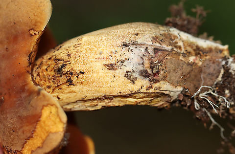 Boletus vermiculosoides or Neoboletus luridiformis? This mushroom was old and I'm not sure if it is Boletus vermiculosoides or Neoboletus luridiformis.

Cap: Brown and looked smooth; some bits of orange and yellow
Pores: Orange; bruised blue
Stem: Tan
Habitat: Growing on the ground, directly next to rotting wood; mixed forest
https://www.jungledragon.com/image/109718/boletus_vermiculosoides_or_neoboletus_luridiformis.html
https://www.jungledragon.com/image/109720/boletus_vermiculosoides_or_neoboletus_luridiformis.html
https://www.jungledragon.com/image/109719/boletus_vermiculosoides_or_neoboletus_luridiformis.html Geotagged,Summer,United States
