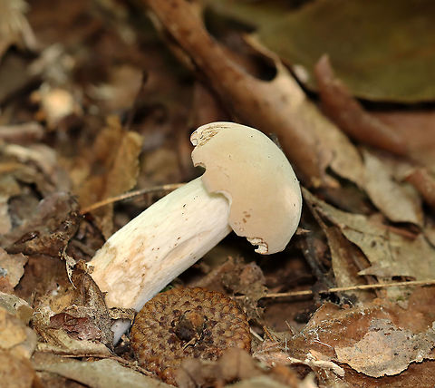 Pale Bolete - Boletus pallidus Habitat: Deciduous forest Boletus,Boletus pallidus,Geotagged,Imleria pallida,Imleria pallidus,Summer,United States,bolete,pale bolete