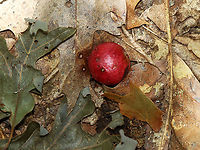 Acorn Plum Gall - Amphibolips quercusjuglans Habitat: Found detached and on the ground in a deciduous forest<br />
https://www.jungledragon.com/image/109741/acorn_plum_gall_-_amphibolips_sp.html Acorn Plum Gall Wasp,Amphibolips,Amphibolips quercusjuglans,Geotagged,Summer,United States,acorn plum gall,gall