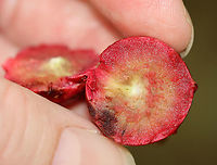 Acorn Plum Gall - Amphibolips quercusjuglans Habitat: Found detached and on the ground in a deciduous forest<br />
https://www.jungledragon.com/image/109740/acorn_plum_gall_-_amphibolips_sp.html Acorn Plum Gall Wasp,Amphibolips quercusjuglans,Geotagged,Summer,United States