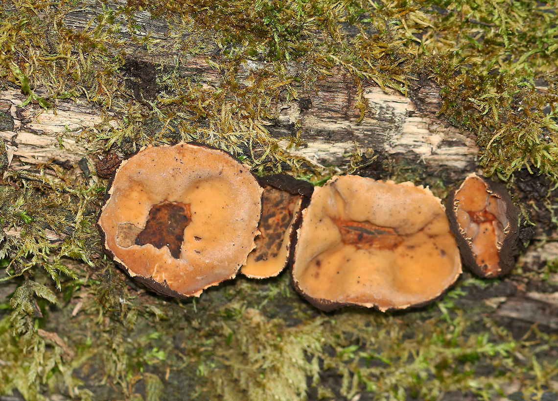 Peanut Butter Cup Fungi - Galiella rufa Cup fungus that resembles a peanut butter cup! The cup is closed at first, but then opens to form a shallow cup. The outer surface is blackish brown while the inner surface is tannish brown.<br />
<br />
Growing in clusters on a rotting log in a deciduous forest. Galiella,Galiella rufa,Geotagged,Peanut Butter Cup Fungus,Summer,United States,fungus