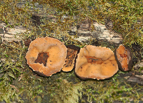 Peanut Butter Cup Fungi - Galiella rufa Cup fungus that resembles a peanut butter cup! The cup is closed at first, but then opens to form a shallow cup. The outer surface is blackish brown while the inner surface is tannish brown.

Growing in clusters on a rotting log in a deciduous forest. Galiella,Galiella rufa,Geotagged,Peanut Butter Cup Fungus,Summer,United States,fungus