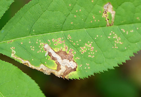 Agromyzid Fly Leaf Mine - Phytomyza aralivora Old mines of an agromyzid fly. Inside the mine, you can see spots of black excrement.

Habitat: Sarsaparilla (Aralia nudicaulis)
https://www.jungledragon.com/image/109744/agromyzid_fly_leaf_mine_-_phytomyza_aralivora.html Agromyzid Fly,Geotagged,Phytomyza,Phytomyza aralivora,Summer,United States,leaf mine,leafminer