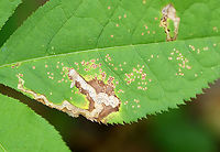 Agromyzid Fly Leaf Mine - Phytomyza aralivora Old mines of an agromyzid fly. Inside the mine, you can see spots of black excrement.<br />
<br />
Habitat: Sarsaparilla (Aralia nudicaulis)<br />
https://www.jungledragon.com/image/109744/agromyzid_fly_leaf_mine_-_phytomyza_aralivora.html Agromyzid Fly,Geotagged,Phytomyza,Phytomyza aralivora,Summer,United States,leaf mine,leafminer