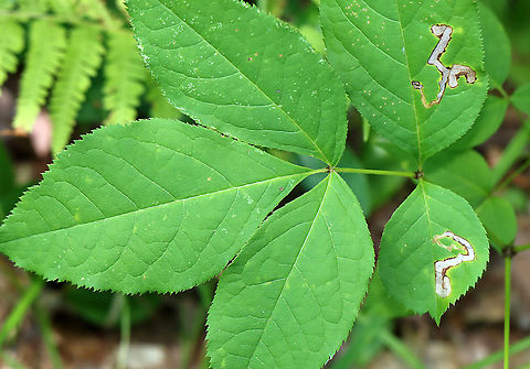 Agromyzid Fly Leaf Mine - Phytomyza aralivora Old mines of an agromyzid fly. Inside the mine, you can see spots of black excrement.

Habitat: Sarsaparilla (Aralia nudicaulis)
https://www.jungledragon.com/image/109743/agromyzid_fly_leaf_mine_-_phytomyza_aralivora.html Geotagged,Phytomyza aralivora,Summer,United States