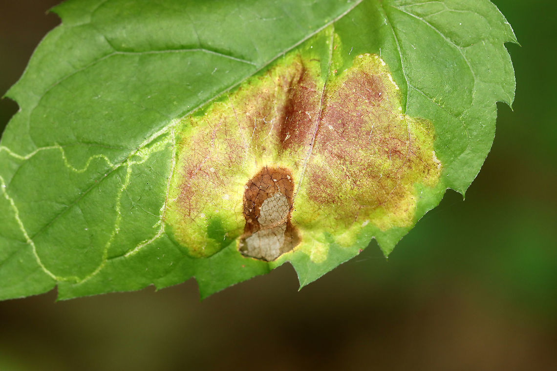 Acrocercops astericola Leaf Blotch Mines on Eurybia sp. Host plant: Eurybia sp.<br />
<figure class="photo"><a href="https://www.jungledragon.com/image/109747/acrocercops_astericola_leaf_blotch_mines_on_eurybia_sp.html" title="Acrocercops astericola Leaf Blotch Mines on Eurybia sp."><img src="https://s3.amazonaws.com/media.jungledragon.com/images/3232/109747_thumb.jpg?AWSAccessKeyId=05GMT0V3GWVNE7GGM1R2&Expires=1759968010&Signature=r84Ibp7eUUt3rwryuX%2FMKDaNXeY%3D" width="200" height="172" alt="Acrocercops astericola Leaf Blotch Mines on Eurybia sp. Host plant: Eurybia sp.<br />
https://www.jungledragon.com/image/109746/acrocercops_astericola_leaf_blotch_mines_on_eurybia_sp.html Acrocercops astericola,Geotagged,Summer,United States" /></a></figure> Acrocercops,Acrocercops astericola,Geotagged,Summer,United States,leaf blotch mine,leaf mine,leafminer