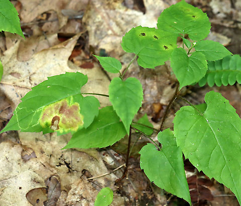 Acrocercops astericola Leaf Blotch Mines on Eurybia sp. Host plant: Eurybia sp.
https://www.jungledragon.com/image/109746/acrocercops_astericola_leaf_blotch_mines_on_eurybia_sp.html Acrocercops astericola,Geotagged,Summer,United States