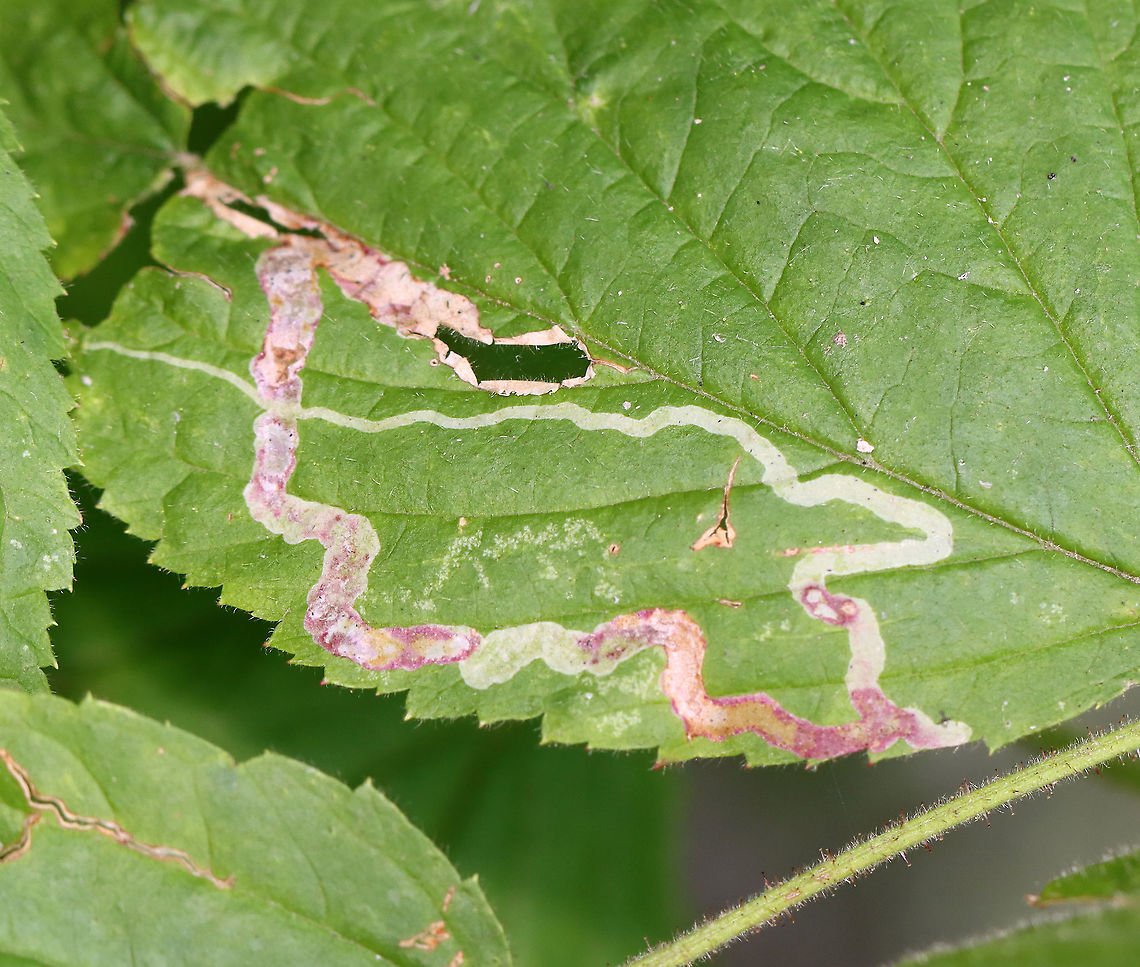 Agromyza vockerothi Leaf Mines on Rubus sp. *Tentative ID*<br />
<br />
Host: Rubus sp. Agromyza,Agromyza vockerothi,Geotagged,Rubus,Summer,United States,leaf mine,leaf miner fly,leafminer