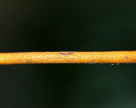 Unidentified Fungus These twigs were covered in some kind of orange, crust fungus.

Habitat: Deciduous forest Geotagged,Summer,United States,crust fungus,fungus,orange fungus
