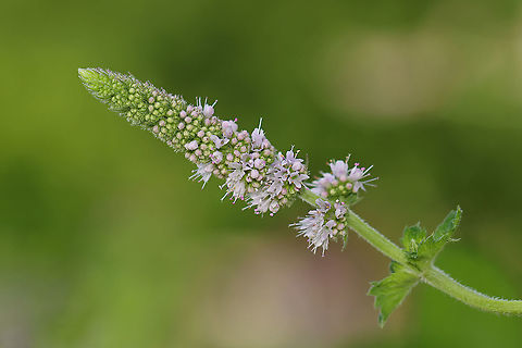 Apple Mint - Mentha suaveolens This plant flowers in late summer and has a very minty smell. The leaves can be used to make apple mint jelly. It is also used to make tea.

Habitat: Rural garden Apple mint,Geotagged,Mentha,Mentha suaveolens,Summer,United States