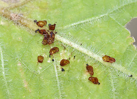 Pupal Exuviae? I think these might be beetle pupa exuviae. Maybe from a chrysomelid because of the little bits of frass? I'm not sure though.

Habitat: Clustered together on the underside of a leaf; garden Exuviae,Geotagged,Summer,United States,beetle exuviae,exuvia,pupa,pupae
