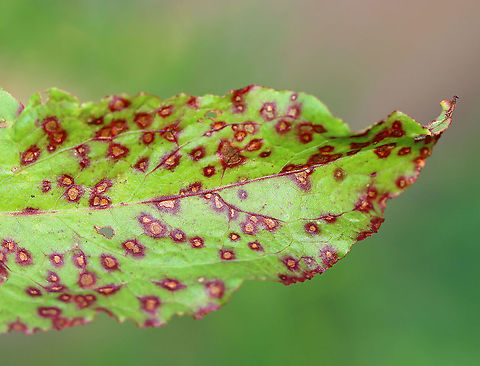 Galls or Fungus on Rumex? I think this might be a Puccinia phragmitis infection, but it doesn't look exactly right. Maybe they are galls?

Host: Rumex sp.; garden Geotagged,Summer,United States,fungus,galls,rumex
