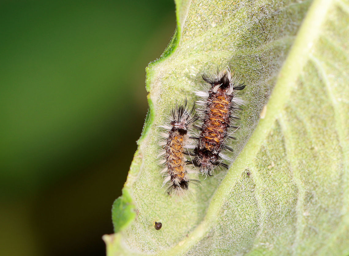Milkweed Tussock Moth Caterpillar - Euchaetes egle Habitat: Milkweed; meadow Euchaetes,Euchaetes egle,Geotagged,Milkweed Tussock Moth,Summer,United States,caterpillar,larva