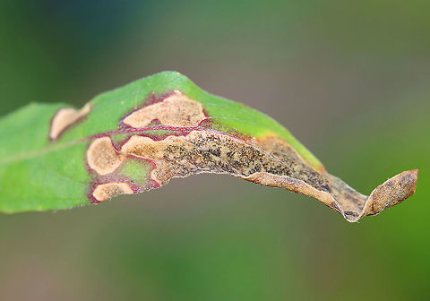 Galls/Leaf Mines/Fungus on Selfheal (Prunella sp.) I'm not sure what this is. There was a larva/pupa on one of the leaves.

Host: Prunella sp.
https://www.jungledragon.com/image/109778/gallsleaf_minesfungus_on_selfheal_prunella_sp.html Geotagged,Prunella galls,Summer,United States,galls,leaf mine,leafminer,prunella