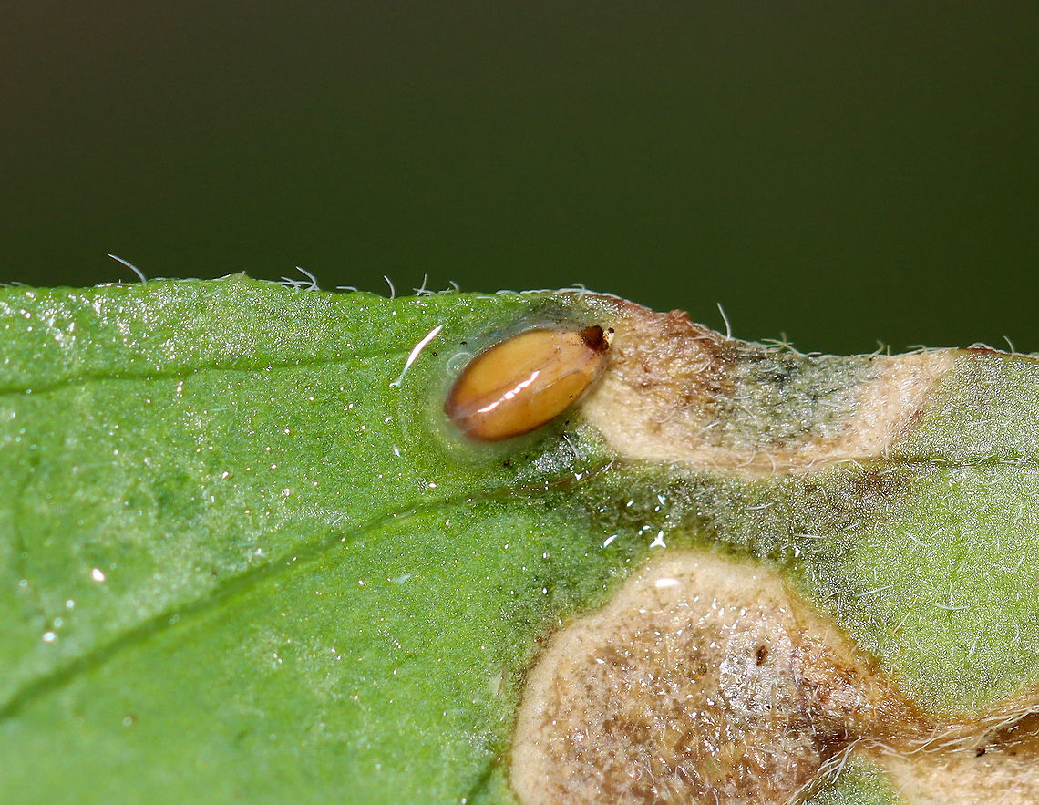 Galls/Leaf Mines/Fungus on Selfheal (Prunella sp.) I&#039;m not sure what this is. There was a larva/pupa on one of the leaves (as pictured above). It was engulfed in slime.<br />
<br />
Host: Prunella sp.<br />
<figure class="photo"><a href="https://www.jungledragon.com/image/109776/gallsleaf_minesfungus_on_selfheal_prunella_sp.html" title="Galls/Leaf Mines/Fungus on Selfheal (Prunella sp.)"><img src="https://s3.amazonaws.com/media.jungledragon.com/images/3232/109776_thumb.jpg?AWSAccessKeyId=05GMT0V3GWVNE7GGM1R2&Expires=1765411210&Signature=k0uWHtLpQQpMkozB4JGkz6zShPM%3D" width="200" height="140" alt="Galls/Leaf Mines/Fungus on Selfheal (Prunella sp.) I&#039;m not sure what this is. There was a larva/pupa on one of the leaves.<br />
<br />
Host: Prunella sp.<br />
https://www.jungledragon.com/image/109778/gallsleaf_minesfungus_on_selfheal_prunella_sp.html Geotagged,Prunella galls,Summer,United States,galls,leaf mine,leafminer,prunella" /></a></figure> Geotagged,Summer,United States