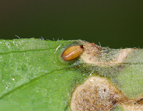 Galls/Leaf Mines/Fungus on Selfheal (Prunella sp.) I'm not sure what this is. There was a larva/pupa on one of the leaves (as pictured above). It was engulfed in slime.

Host: Prunella sp.
https://www.jungledragon.com/image/109776/gallsleaf_minesfungus_on_selfheal_prunella_sp.html Geotagged,Summer,United States