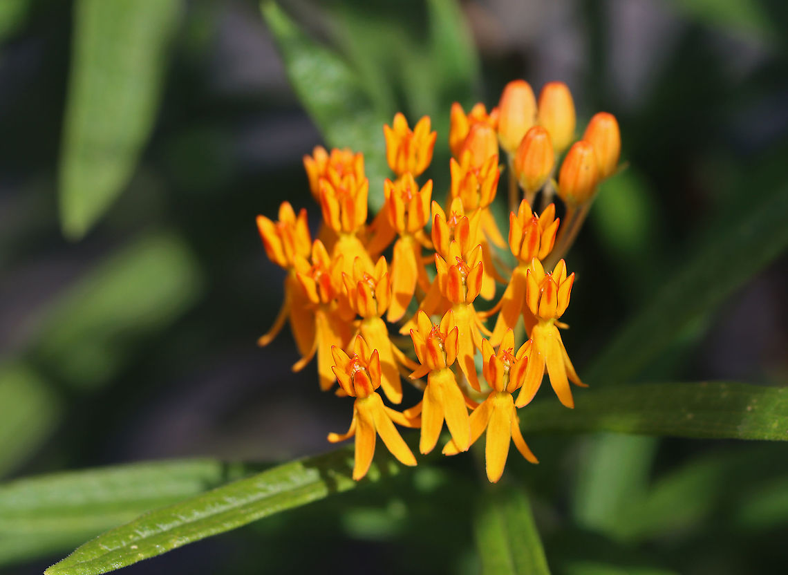 Butterfly Weed - Asclepias tuberosa Habitat: Garden<br />
<figure class="photo"><a href="https://www.jungledragon.com/image/109815/butterfly_weed_pods_-_asclepias_tuberosa.html" title="Butterfly Weed Pods - Asclepias tuberosa"><img src="https://s3.amazonaws.com/media.jungledragon.com/images/3232/109815_thumb.jpg?AWSAccessKeyId=05GMT0V3GWVNE7GGM1R2&Expires=1759968010&Signature=PEOkg%2FJxSX9PzvdCieaJZ9v4exs%3D" width="110" height="152" alt="Butterfly Weed Pods - Asclepias tuberosa Habitat: Garden<br />
https://www.jungledragon.com/image/109813/butterfly_weed_-_asclepias_tuberosa.html Asclepias tuberosa,Butterfly Weed,Geotagged,Summer,United States" /></a></figure> Asclepias,Asclepias tuberosa,Butterfly Weed,Geotagged,Summer,United States