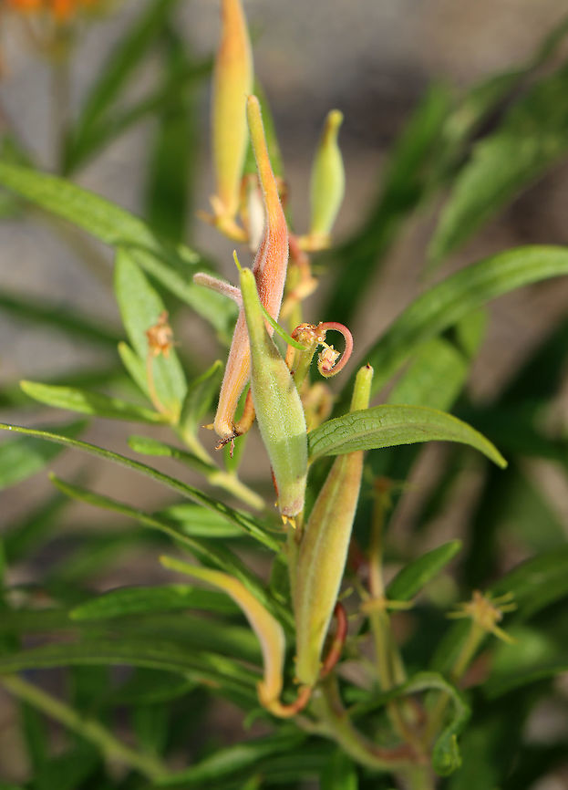 Butterfly Weed Pods - Asclepias tuberosa Habitat: Garden<br />
<figure class="photo"><a href="https://www.jungledragon.com/image/109813/butterfly_weed_-_asclepias_tuberosa.html" title="Butterfly Weed - Asclepias tuberosa"><img src="https://s3.amazonaws.com/media.jungledragon.com/images/3232/109813_thumb.jpg?AWSAccessKeyId=05GMT0V3GWVNE7GGM1R2&Expires=1759968010&Signature=ej3vEHQ9Stj9%2F%2B3yvw0T%2B%2BiWtEM%3D" width="200" height="146" alt="Butterfly Weed - Asclepias tuberosa Habitat: Garden<br />
https://www.jungledragon.com/image/109815/butterfly_weed_-_asclepias_tuberosa.html Asclepias,Asclepias tuberosa,Butterfly Weed,Geotagged,Summer,United States" /></a></figure> Asclepias tuberosa,Butterfly Weed,Geotagged,Summer,United States