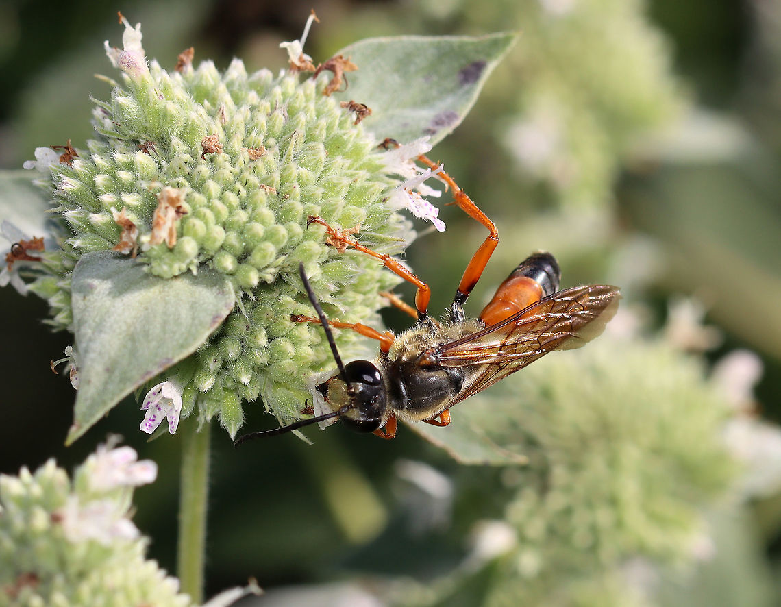Great Golden Digger Wasp - Sphex ichneumoneus Habitat: Nectaring on Pycnanthemum muticum; Garden<br />
<figure class="photo"><a href="https://www.jungledragon.com/image/109817/great_golden_digger_wasp_-_sphex_ichneumoneus.html" title="Great Golden Digger Wasp - Sphex ichneumoneus"><img src="https://s3.amazonaws.com/media.jungledragon.com/images/3232/109817_thumb.jpg?AWSAccessKeyId=05GMT0V3GWVNE7GGM1R2&Expires=1759968010&Signature=q0fDUWAcuZBN6vJ%2FjWO01RS3jGA%3D" width="200" height="148" alt="Great Golden Digger Wasp - Sphex ichneumoneus Habitat: Nectaring on Pycnanthemum muticum; Garden<br />
https://www.jungledragon.com/image/109816/great_golden_digger_wasp_-_sphex_ichneumoneus.html Geotagged,Great golden digger wasp,Sphex ichneumoneus,Summer,United States" /></a></figure> Geotagged,Great golden digger wasp,Sphex,Sphex ichneumoneus,Summer,United States,wasp