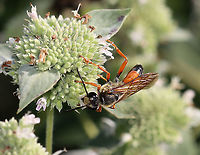 Great Golden Digger Wasp - Sphex ichneumoneus Habitat: Nectaring on Pycnanthemum muticum; Garden<br />
https://www.jungledragon.com/image/109817/great_golden_digger_wasp_-_sphex_ichneumoneus.html Geotagged,Great golden digger wasp,Sphex,Sphex ichneumoneus,Summer,United States,wasp