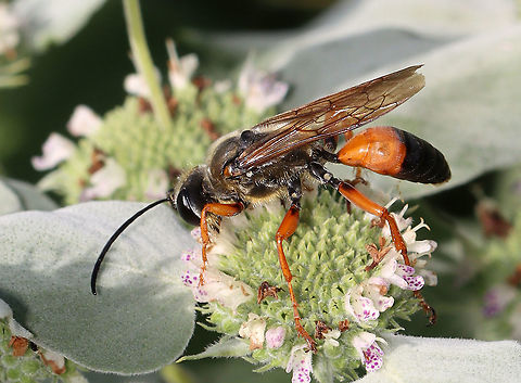 Great Golden Digger Wasp - Sphex ichneumoneus Habitat: Nectaring on Pycnanthemum muticum; Garden
https://www.jungledragon.com/image/109816/great_golden_digger_wasp_-_sphex_ichneumoneus.html Geotagged,Great golden digger wasp,Sphex ichneumoneus,Summer,United States