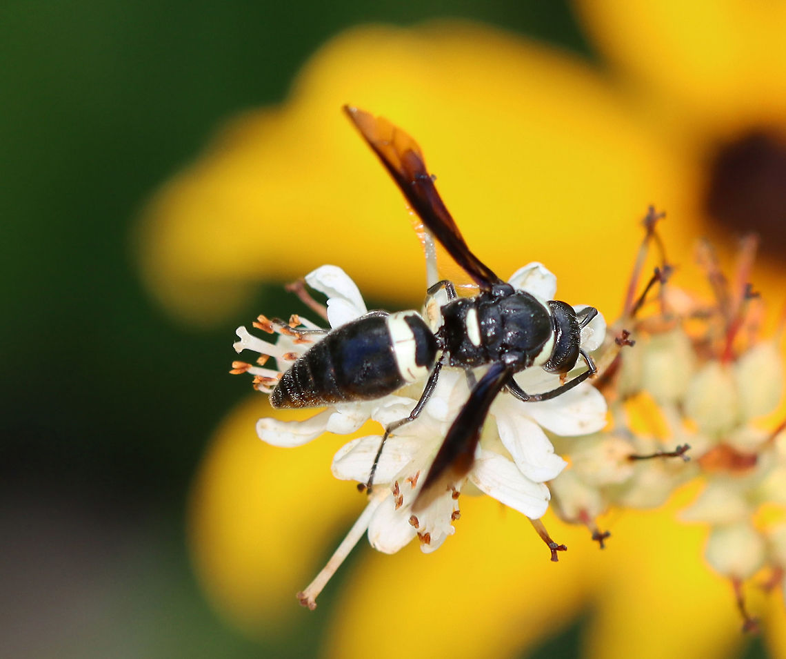 Wasp - Cerceris sp. I&#039;m not sure of the species...Maybe Cerceris fumipennis?<br />
<br />
Habitat: Garden Cerceris,Geotagged,Summer,United States,wasp